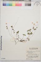 藏品(傅氏唐松草)的圖片