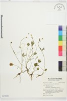 藏品(檜林毛茛)的圖片