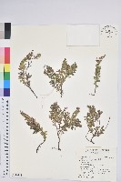 藏品(白珠樹)的圖片