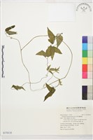 藏品(銹毛鐵線蓮)的圖片