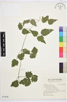 藏品(串鼻龍)的圖片