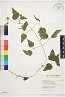 藏品(串鼻龍)的圖片