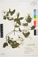 藏品(串鼻龍)的圖片