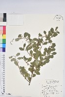 藏品(白飯樹)的圖片