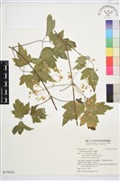 藏品(串鼻龍)的圖片