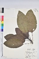 藏品(假鐵莧)的圖片