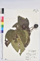 藏品(廣東油桐、皺桐)的圖片