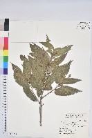 藏品(白背櫟)的圖片