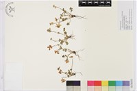 藏品(密毛銀蓮花)的圖片