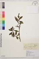 藏品(雲南勾兒茶)的圖片