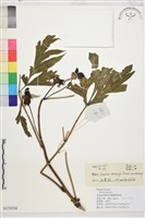 藏品(野牡丹)的圖片