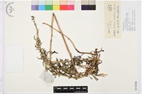 藏品(鐵棒錘)的圖片