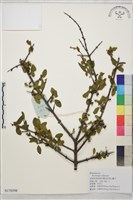 藏品(雲南勾兒茶)的圖片