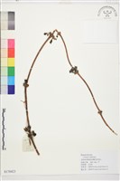 藏品(長花鐵線蓮)的圖片