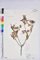 藏品(雲南杜鵑)的圖片