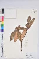 藏品(雲南杜鵑)的圖片