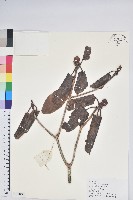 藏品(寬鐘杜鵑)的圖片