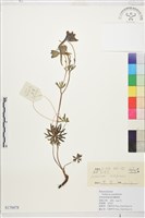 藏品(康定翠雀花)的圖片