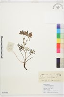 藏品(大花飛燕草)的圖片