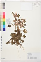 藏品(鈍萼鐵線蓮)的圖片