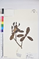 藏品(白雪杜鵑)的圖片