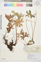 藏品(康定翠雀花)的圖片