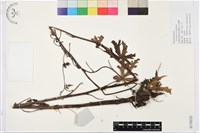 藏品(德欽烏頭)的圖片