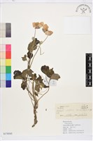 藏品(小白頭翁、野棉花)的圖片