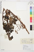 藏品(陰地翠雀花)的圖片