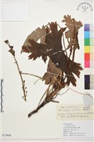 藏品(滇川翠雀花)的圖片