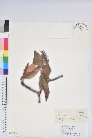 藏品(櫟葉杜鵑)的圖片