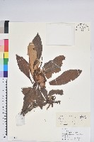 藏品(寬鐘杜鵑)的圖片