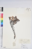 藏品(直枝杜鵑)的圖片