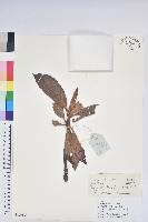 藏品(櫟葉杜鵑)的圖片