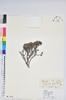 藏品(永寧杜鵑花)的圖片