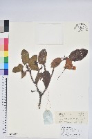藏品(黃杯杜鵑)的圖片