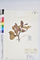 藏品(毛葉珍珠花)的圖片