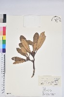 藏品(亮葉杜鵑)的圖片