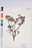 藏品(櫻草杜鵑)的圖片