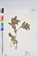 藏品(雲南杜鵑)的圖片