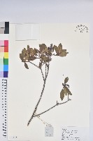 藏品(灰背杜鵑)的圖片
