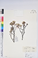 藏品(灰背杜鵑)的圖片