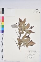 藏品(細葉饅頭果)的圖片