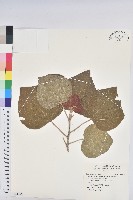 藏品(野桐)的圖片