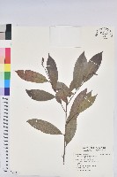 藏品(日本五月茶、南投五月茶)的圖片