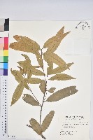 藏品(三斗石櫟)的圖片