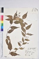 藏品(白珠樹)的圖片