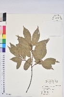 藏品(赤柯、赤椆、森氏櫟)的圖片