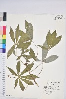 藏品(樹薯、木薯)的圖片