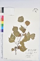 藏品(烏臼)的圖片